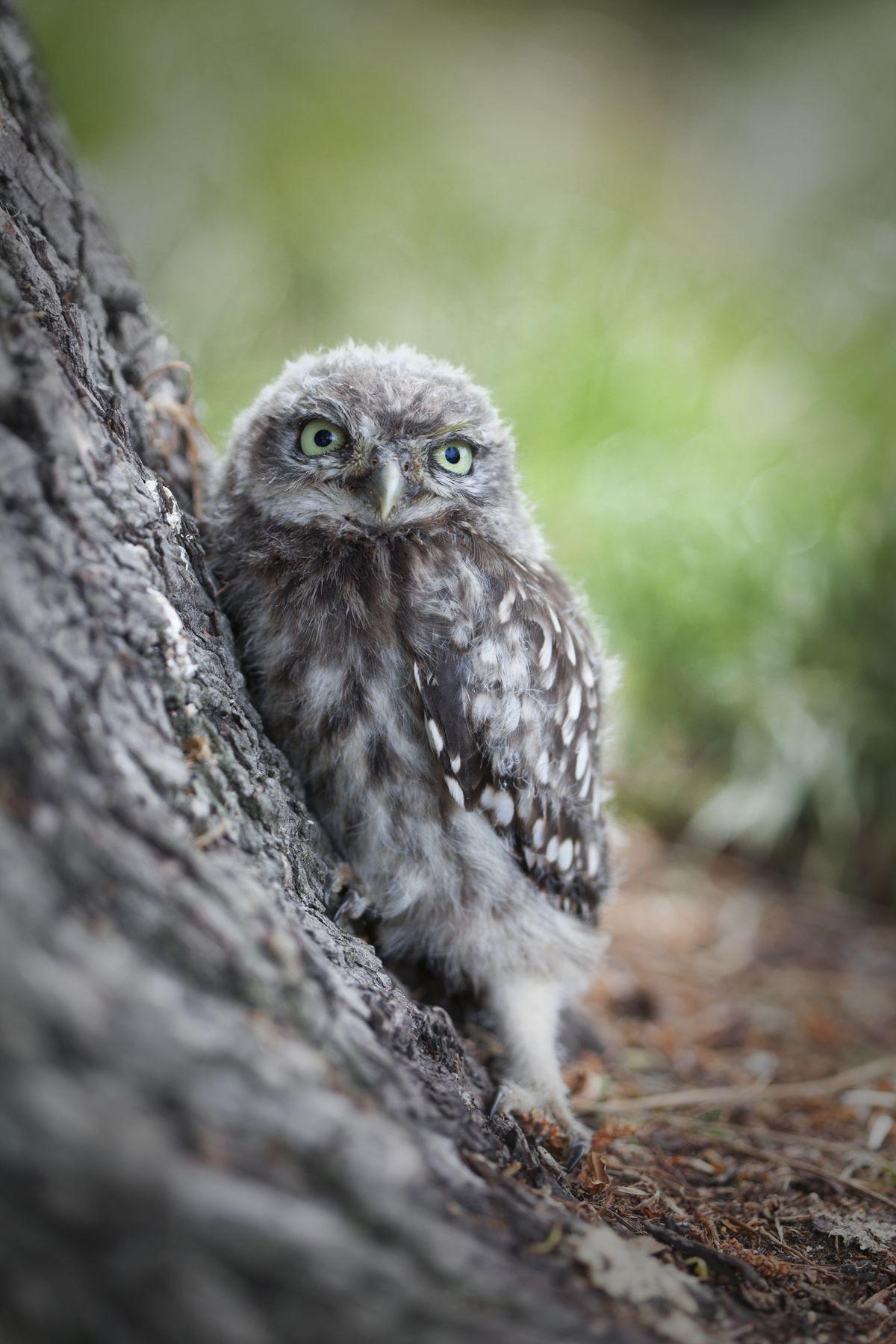 Little owl New Zealand Birds Online